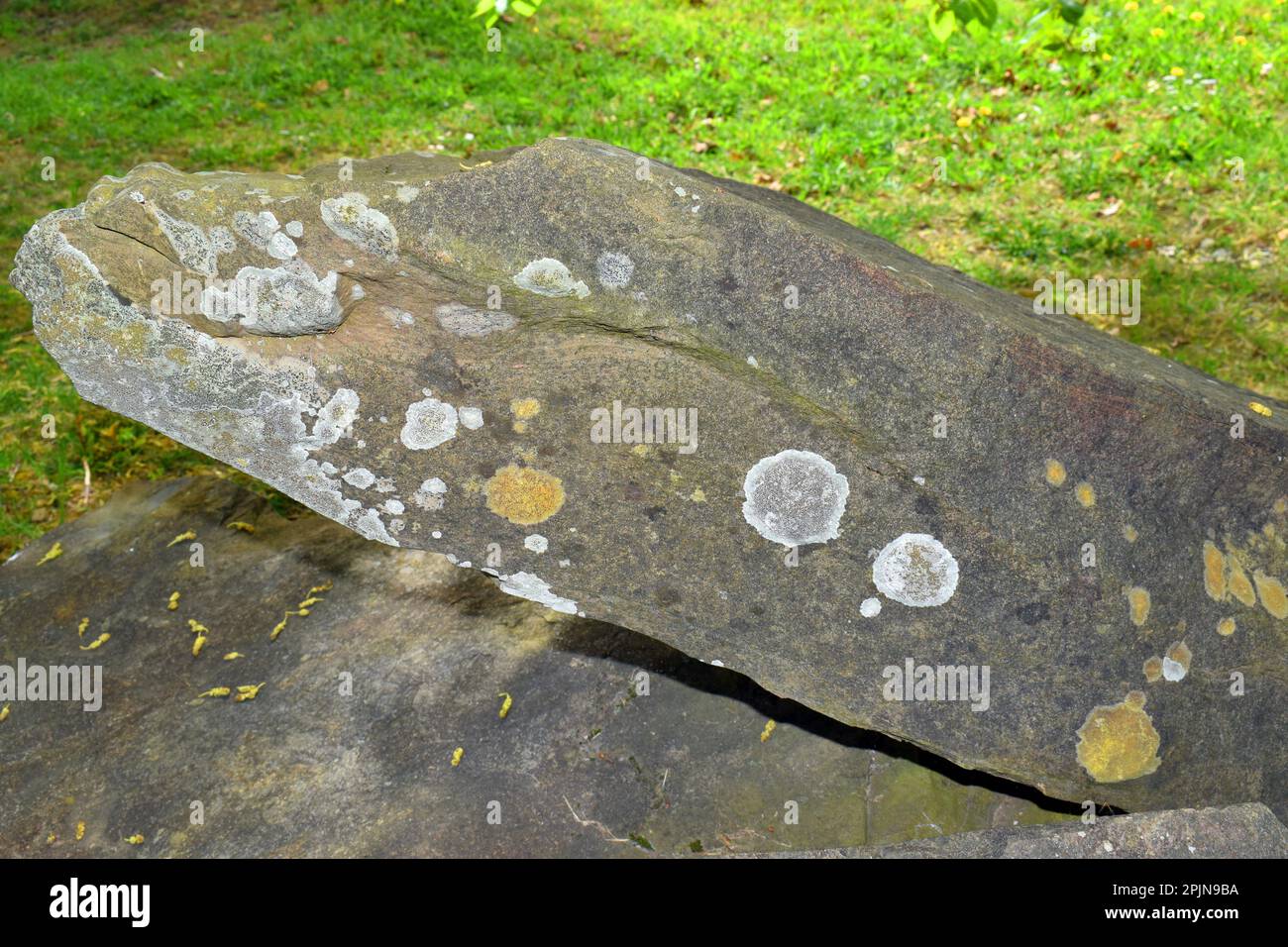 Arenaria calcarea. Cretaceo, Santonian, 85 Mya. Rocce installate in un percorso geologico presso l'Università dei Paesi Baschi Foto Stock