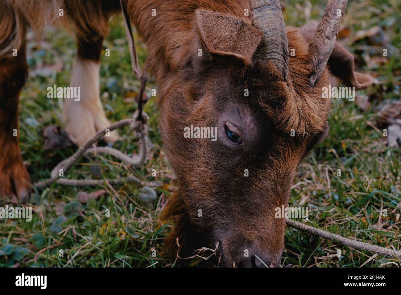 Una capra bruna si trova in un lussureggiante prato verde, contentedly munching Foto Stock