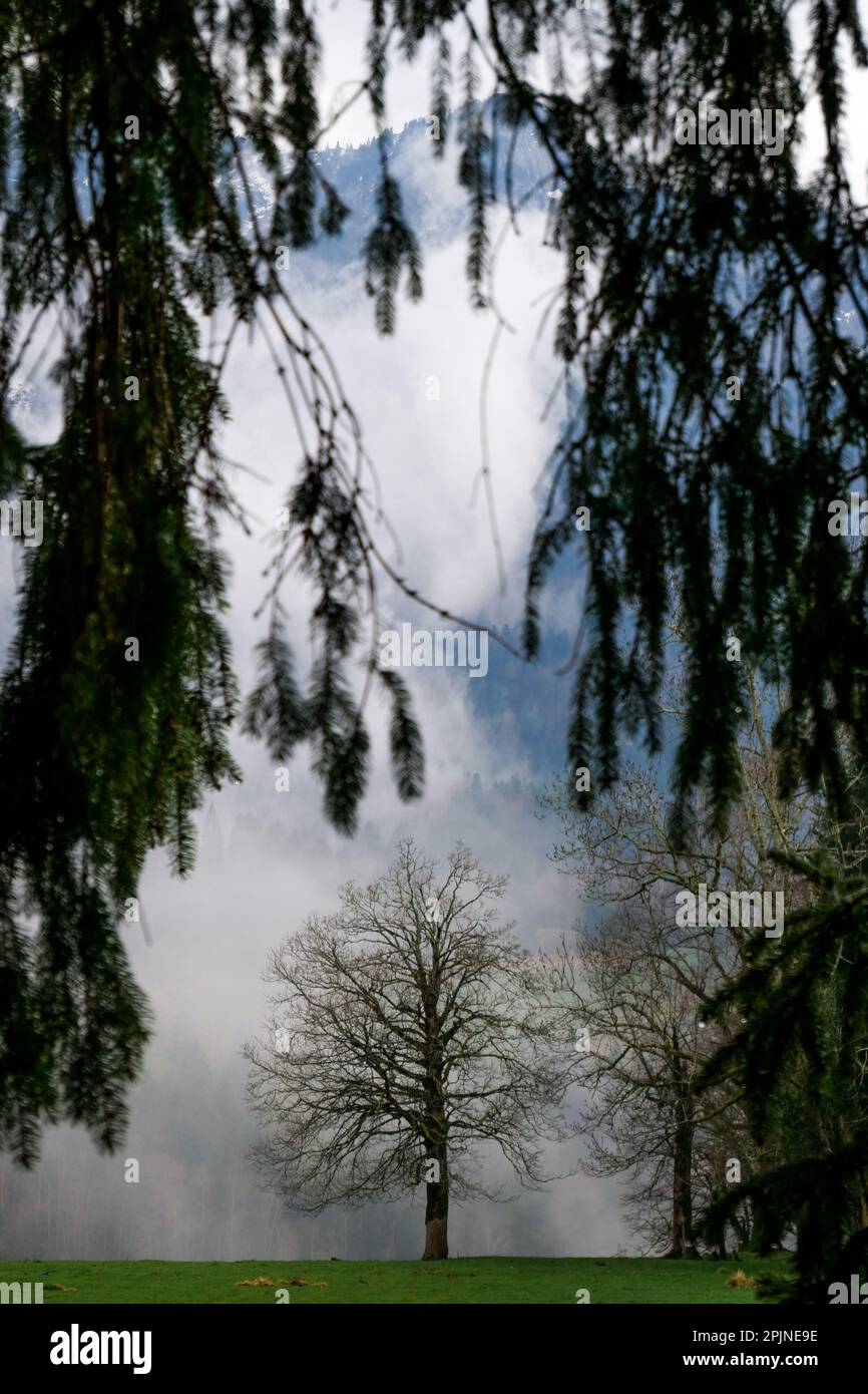 Lone albero vicino alla Grande Chartreuse, Saint-Pierre de Chartreuse, Isere, Francia Foto Stock