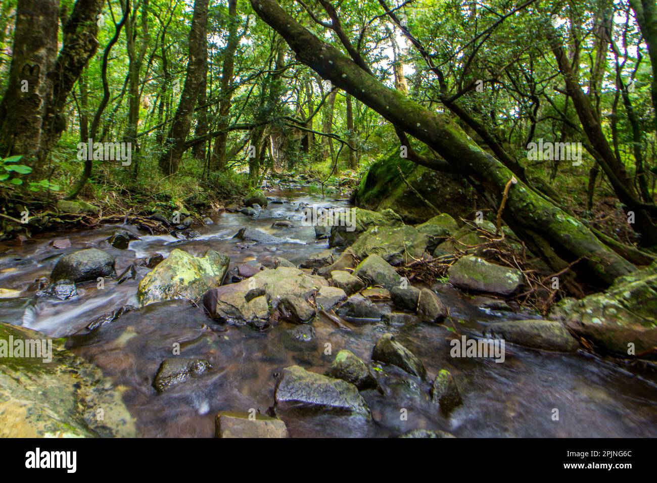 Vista incantata di un torrente di montagna, che scorre attraverso una foresta montana nascosta nelle montagne Drakensberg del Sud Africa Foto Stock