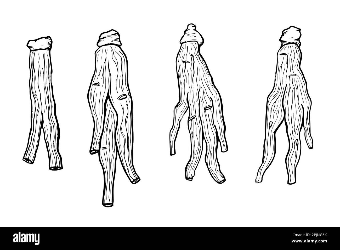 Illustrazione del ginseng rosso coreano essiccato. Simbolo radice ginseng nello stile di disegno a mano. Cinese, coreano medicina tradizionale, cibo. Icone linea o contorno. V Illustrazione Vettoriale