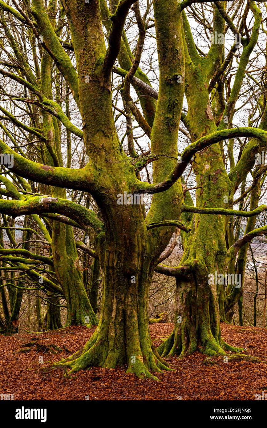 Alberi ritorti coperti di muschio in autunno, Callander, Scozia, Regno Unito Foto Stock