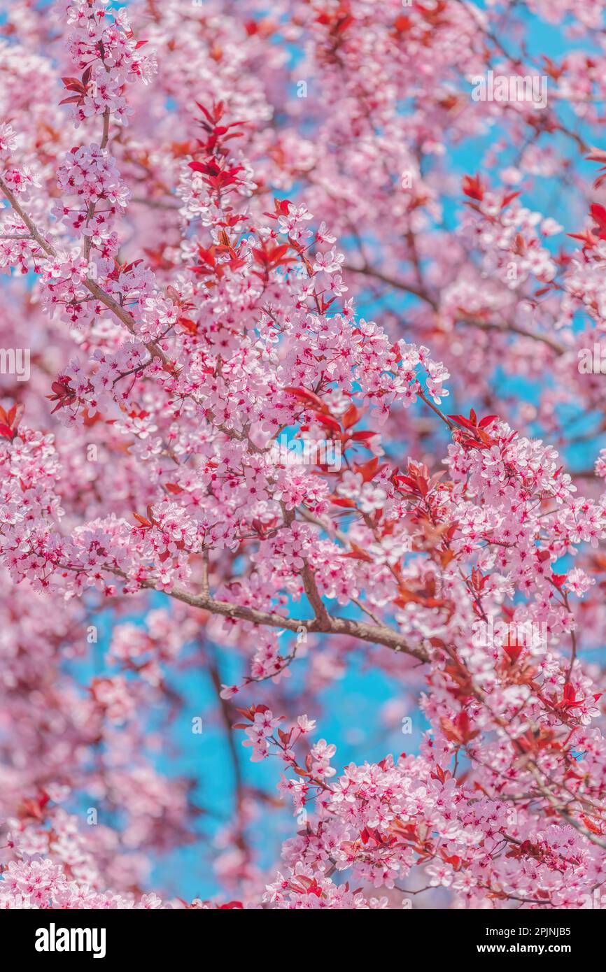 Frutteto di ciliegia in fiore, ramificazioni di albero in fiore rosa in primavera, fuoco selettivo Foto Stock