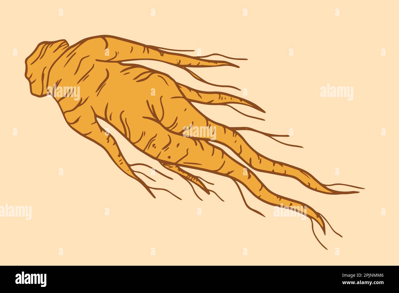 Illustrazione della radice del ginseng rosso coreano. Simbolo della radice di ginseng nello stile del disegno a mano. Cinese, medicina tradizionale coreana, cibo. Icone linea o contorno. Ve Illustrazione Vettoriale