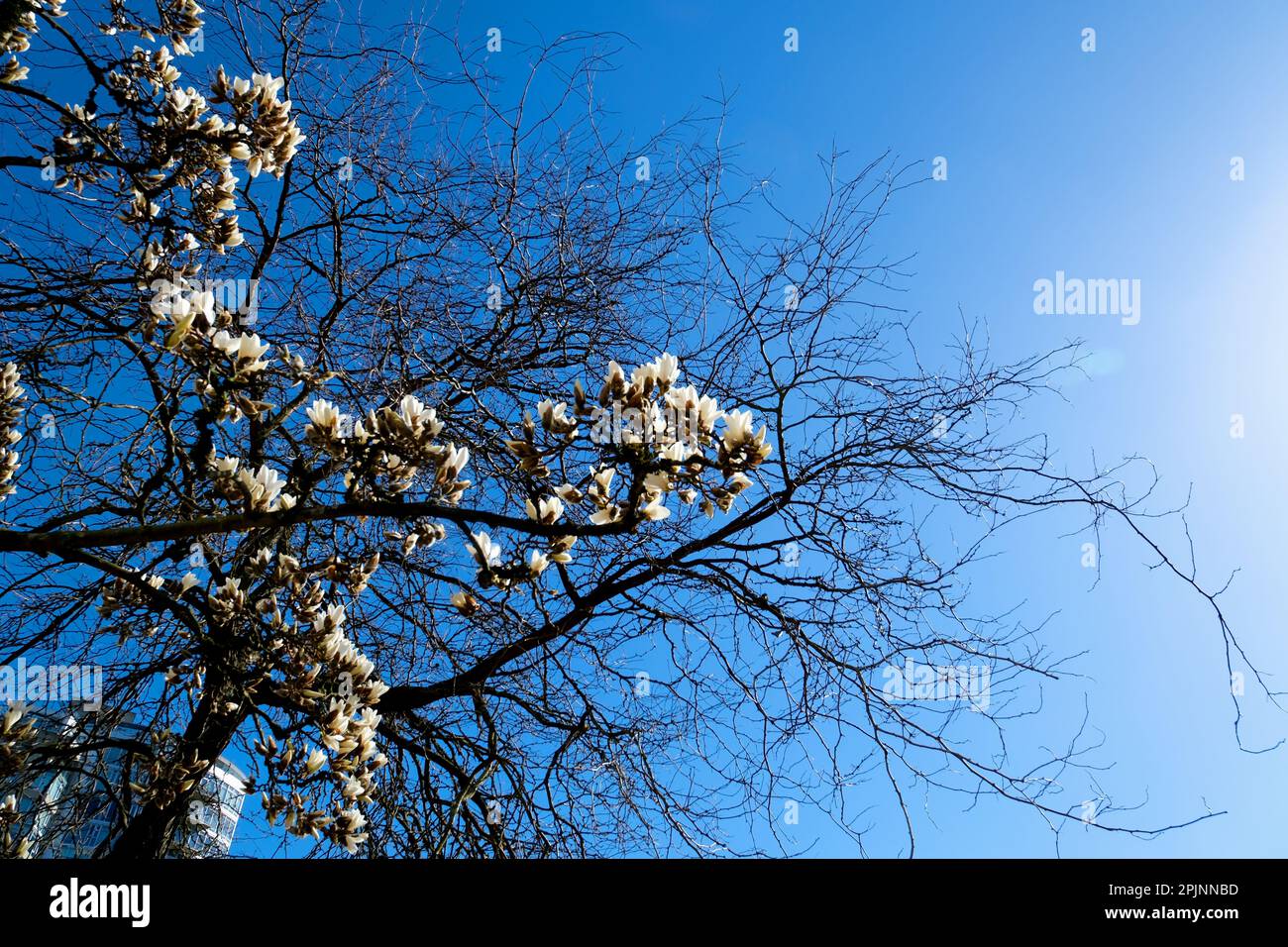 Bianco cinese o piatto magnolia fiori, grandi fiori magnolia sullo sfondo di rami appassiti di un altro albero di vita confronto di morte di giovani e anziani Foto Stock
