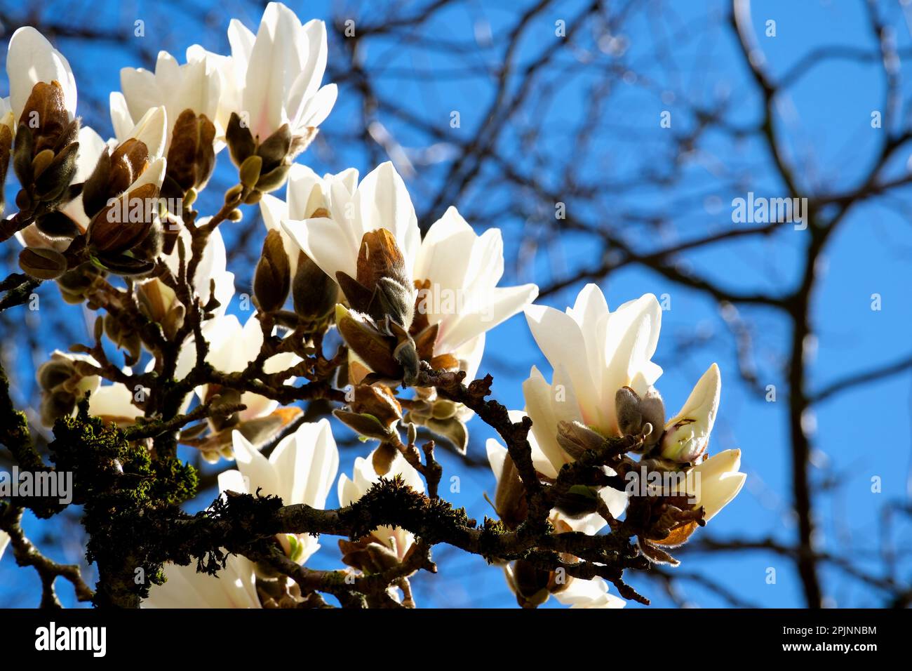 Bianco cinese o piatto magnolia fiori, grandi fiori magnolia sullo sfondo di rami appassiti di un altro albero di vita confronto di morte di giovani e anziani Foto Stock