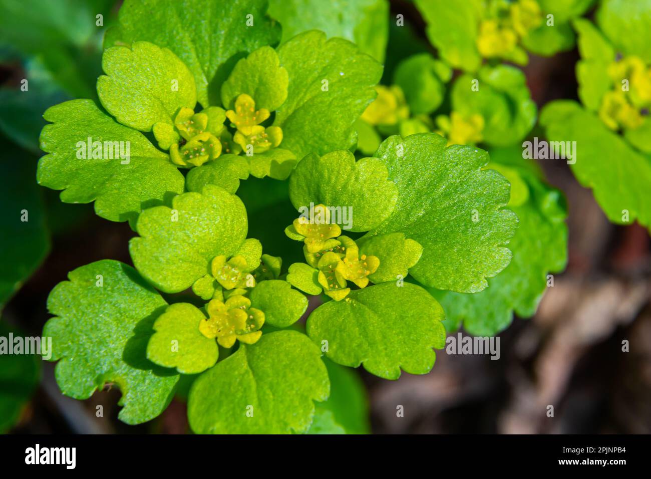 Fioritura Golden Saxifrage Chrysosplenium alternifolium con bordi morbidi. Messa a fuoco selettiva. Ha proprietà curative. Fiori di primavera gialli. Foto Stock