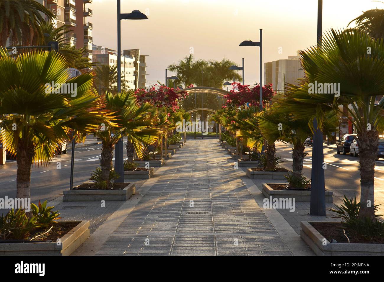 Passerella lastricata con palme, Avenida Tres de Mayo a Santa Cruz de Tenerife Isole Canarie Spagna. Foto Stock