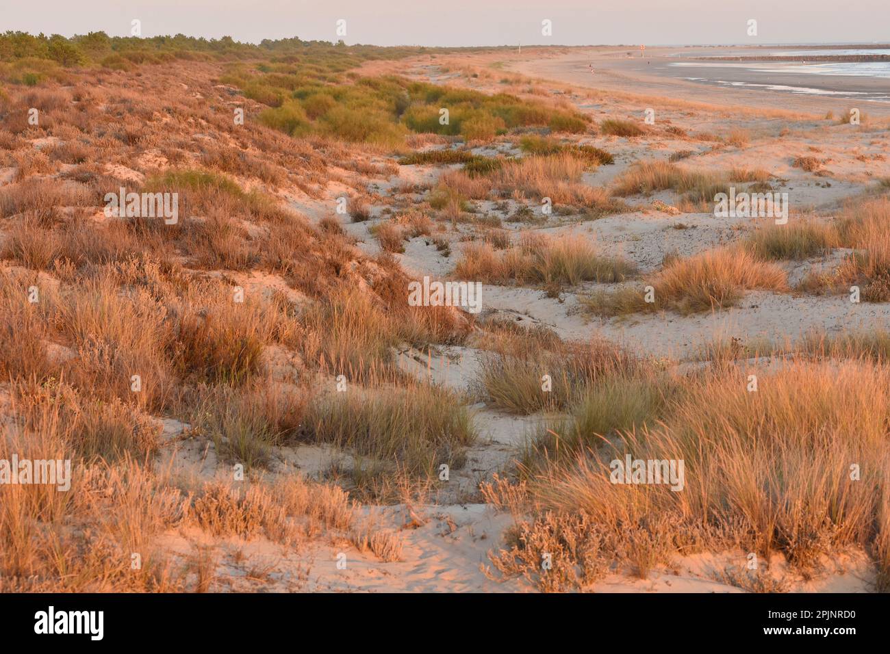 Dune di sabbia erbosa della spiaggia di Monte Gordo, costa atlantica Algarve Portogallo meridionale. Foto Stock