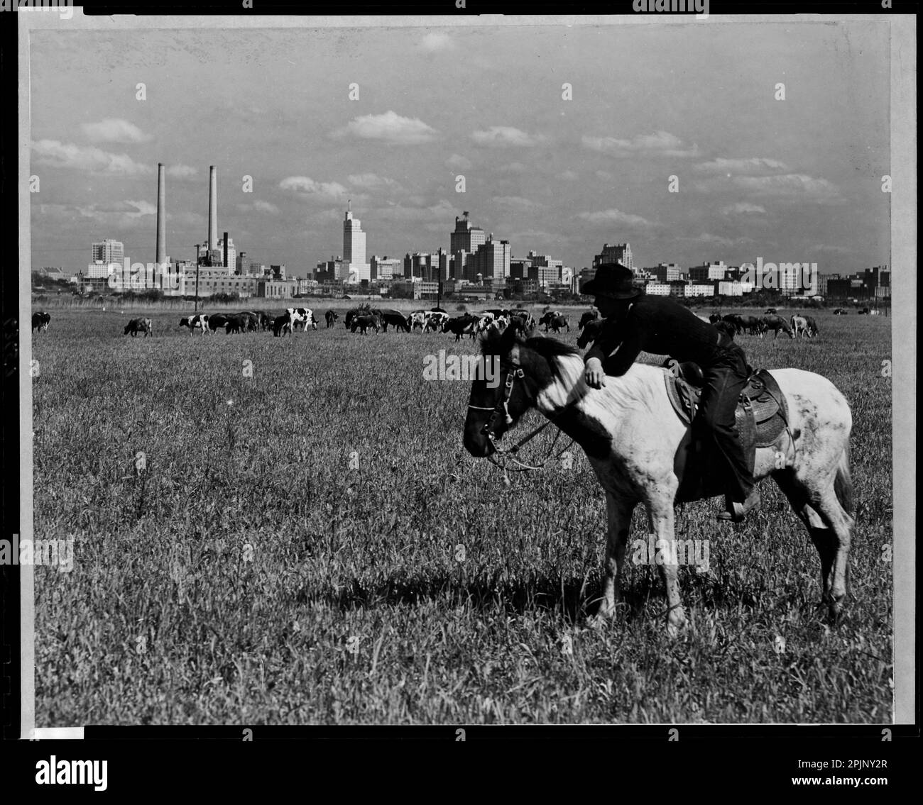 La foto mostra un cowboy a cavallo e una mandria di bestiame che pascolano nelle vicinanze, con una vista dello skyline di Dallas, Texas sullo sfondo, 8/20/1945. (Foto di William Langley) Foto Stock