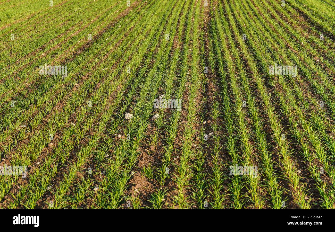 Primavera archiviò con piantine di grano che formano linee regolari Foto Stock