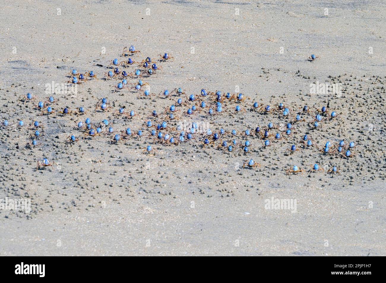 Granchi soldato azzurro (Mictyris longicarpus) da Hook Island, Queensland, Australia. Foto Stock