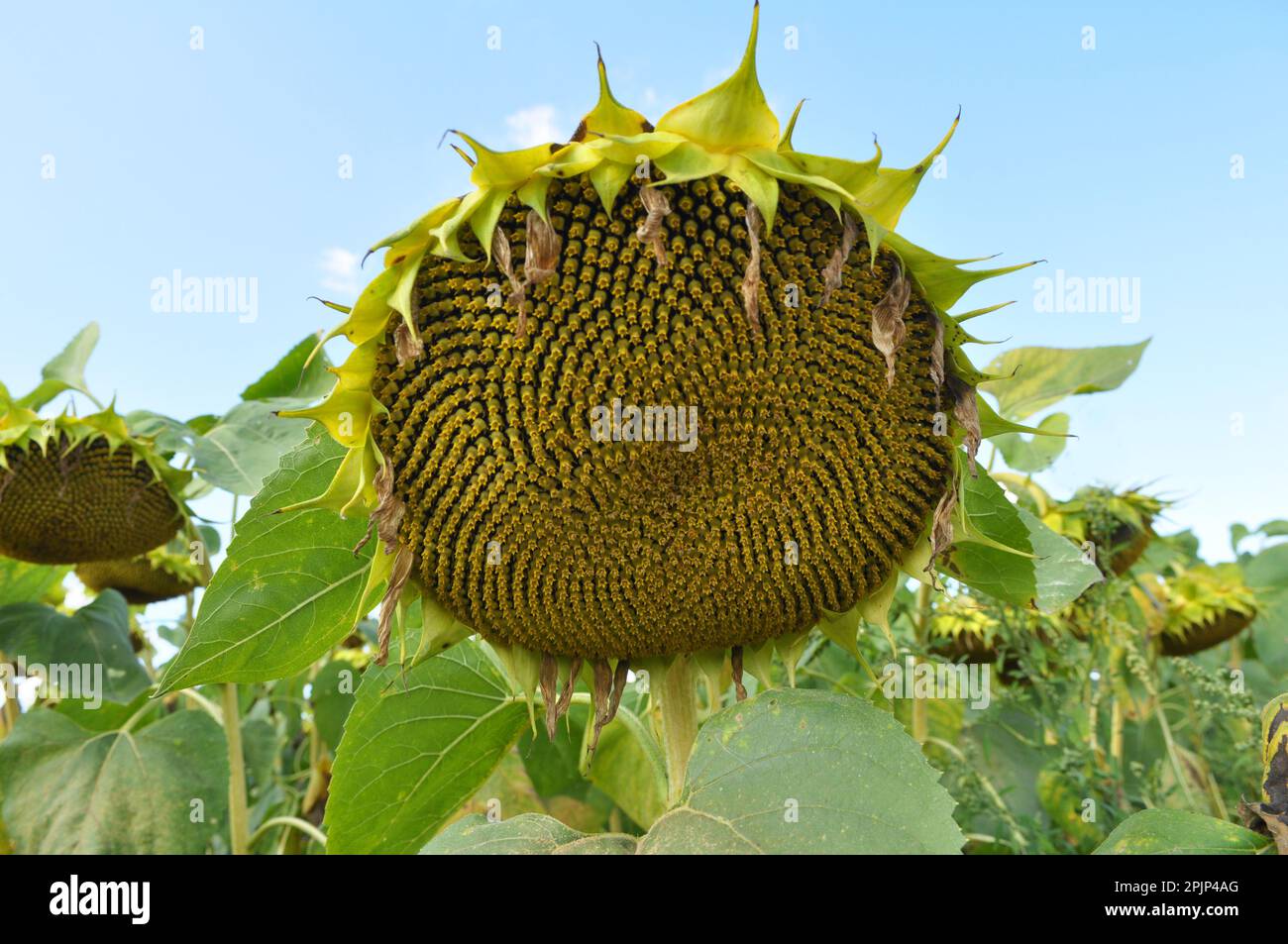 In tarda estate il girasole matura sul campo della fattoria Foto Stock