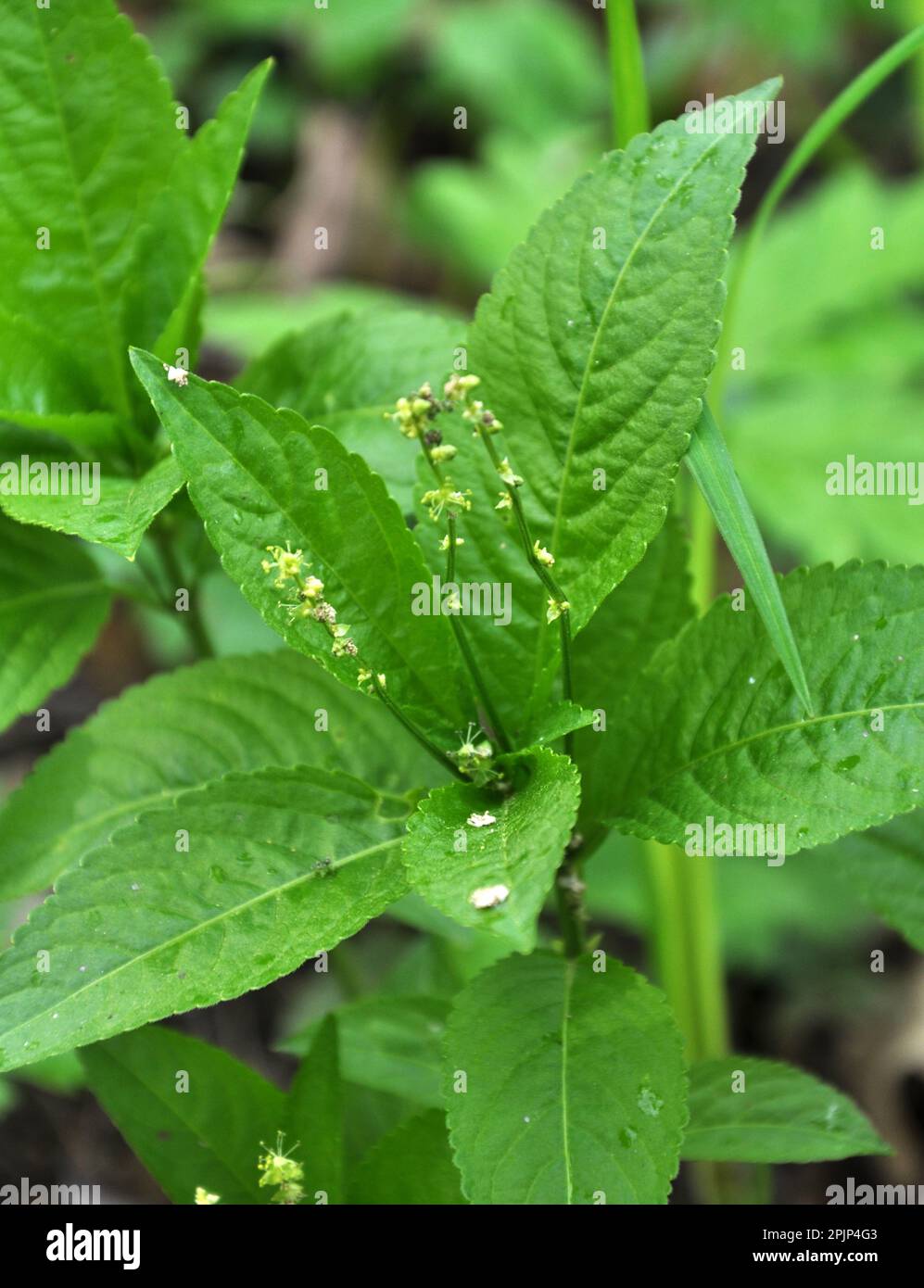 In primavera nella foresta si sviluppa Mercurialis perennis selvatico Foto Stock