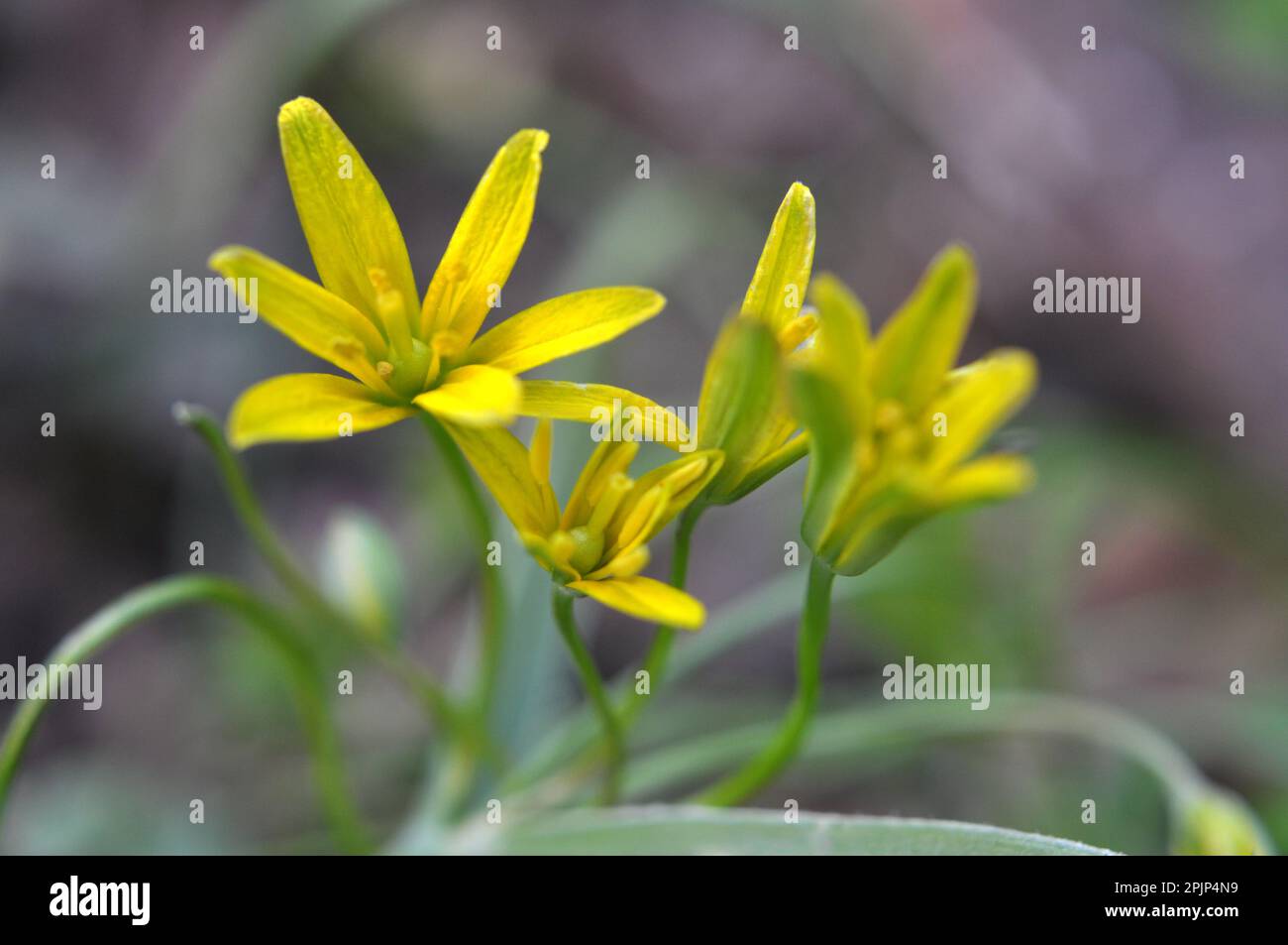 Pianta primaverile Gagea lutea fiorisce in natura nei boschi Foto Stock