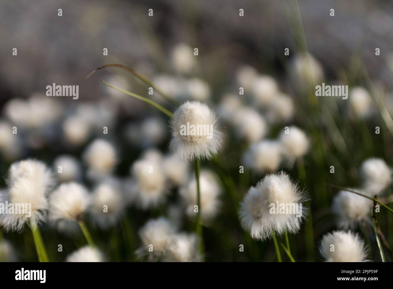 Bianco cottongrass isolato - crescendo in qualche luogo nelle montagne della Norvegia. Foto Stock