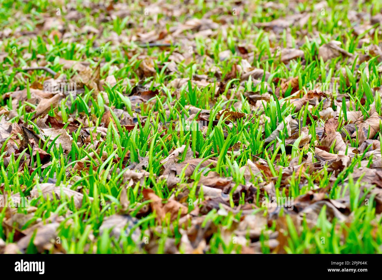 Primo piano dei germogli freschi di piante boschive che iniziano ad emergere da sotto il coperchio della lettiera in primavera. Foto Stock