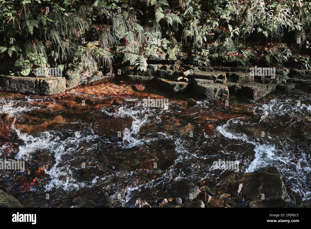 Ruscello di montagna che scorre giù a parete rocciosa. Paesaggio di montagna. Scena naturale. Bellezza nella natura Foto Stock