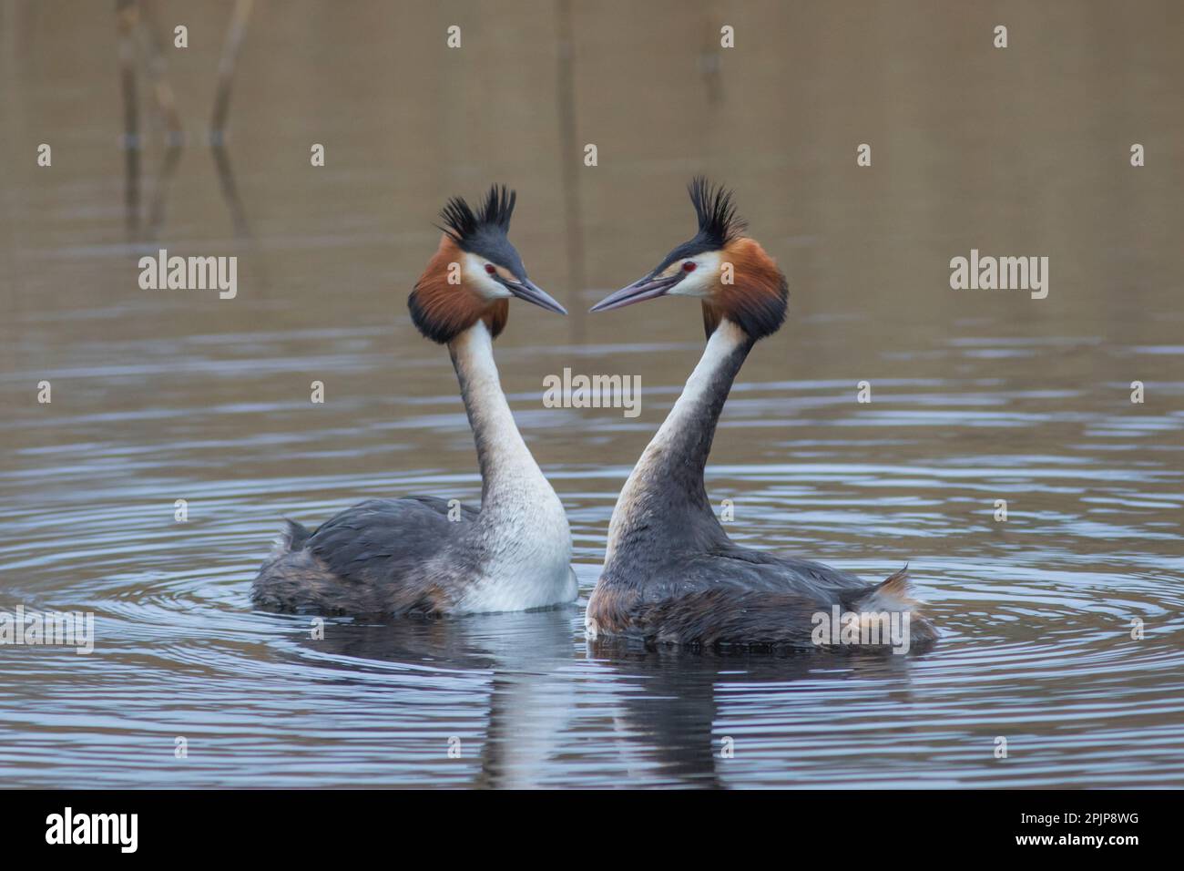 Great Crested Grebes at RSPB Lakenheath fen 5th aprile 2023 Foto Stock