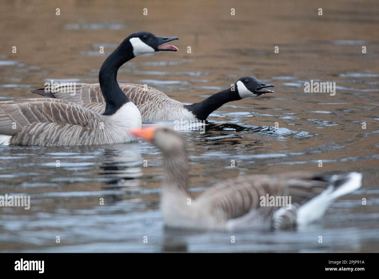 Una coppia di oche canadesi che combattono sul territorio con altre oche alla RSPB Lakenheath 5th aprile 2023 Foto Stock