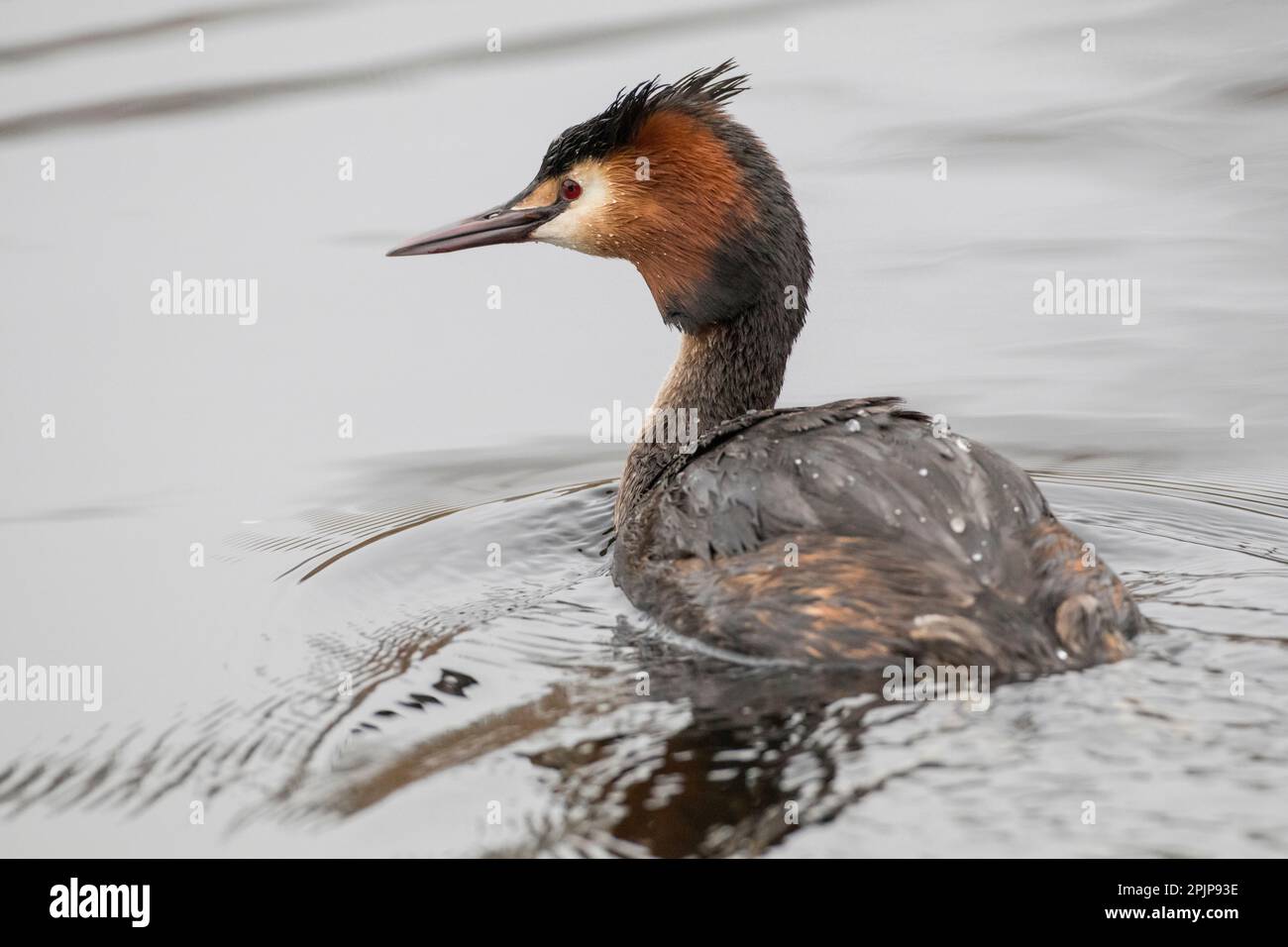 Un grande Grebe crested che cerca il suo compagno a RSPB Lakenheath 5th aprile 2023 Foto Stock