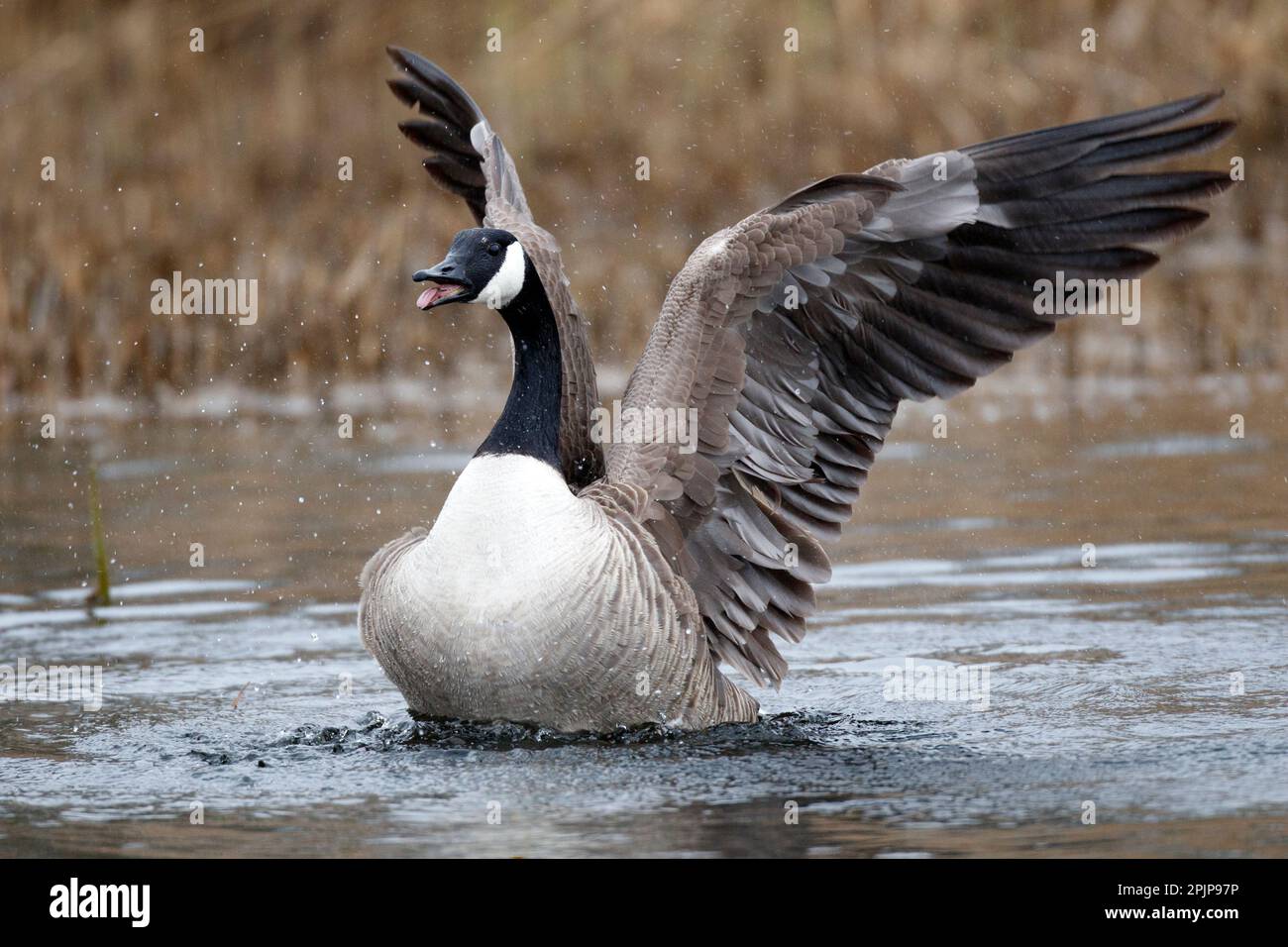 Un'oca canadese che combatte sul territorio con altre oche alla RSPB Lakenheath 5th aprile 2023 Foto Stock