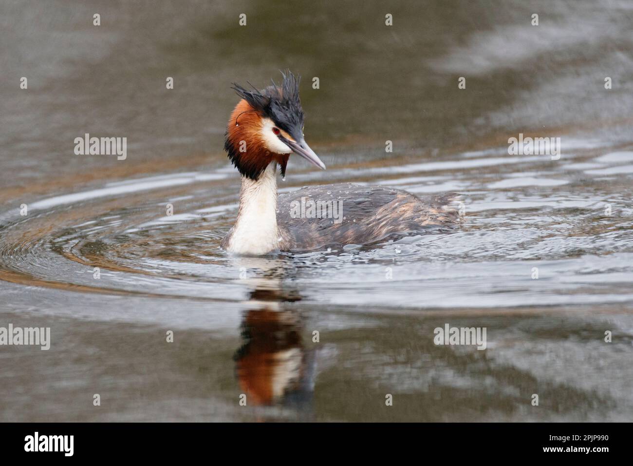 Un grande Grebe crested che cerca il suo compagno a RSPB Lakenheath 5th aprile 2023 Foto Stock