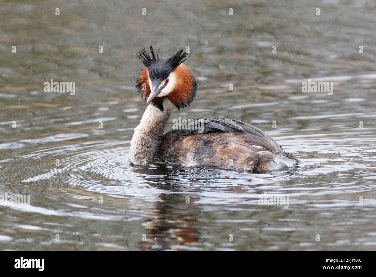 Un grande Grebe crested che cerca il suo compagno a RSPB Lakenheath 5th aprile 2023 Foto Stock
