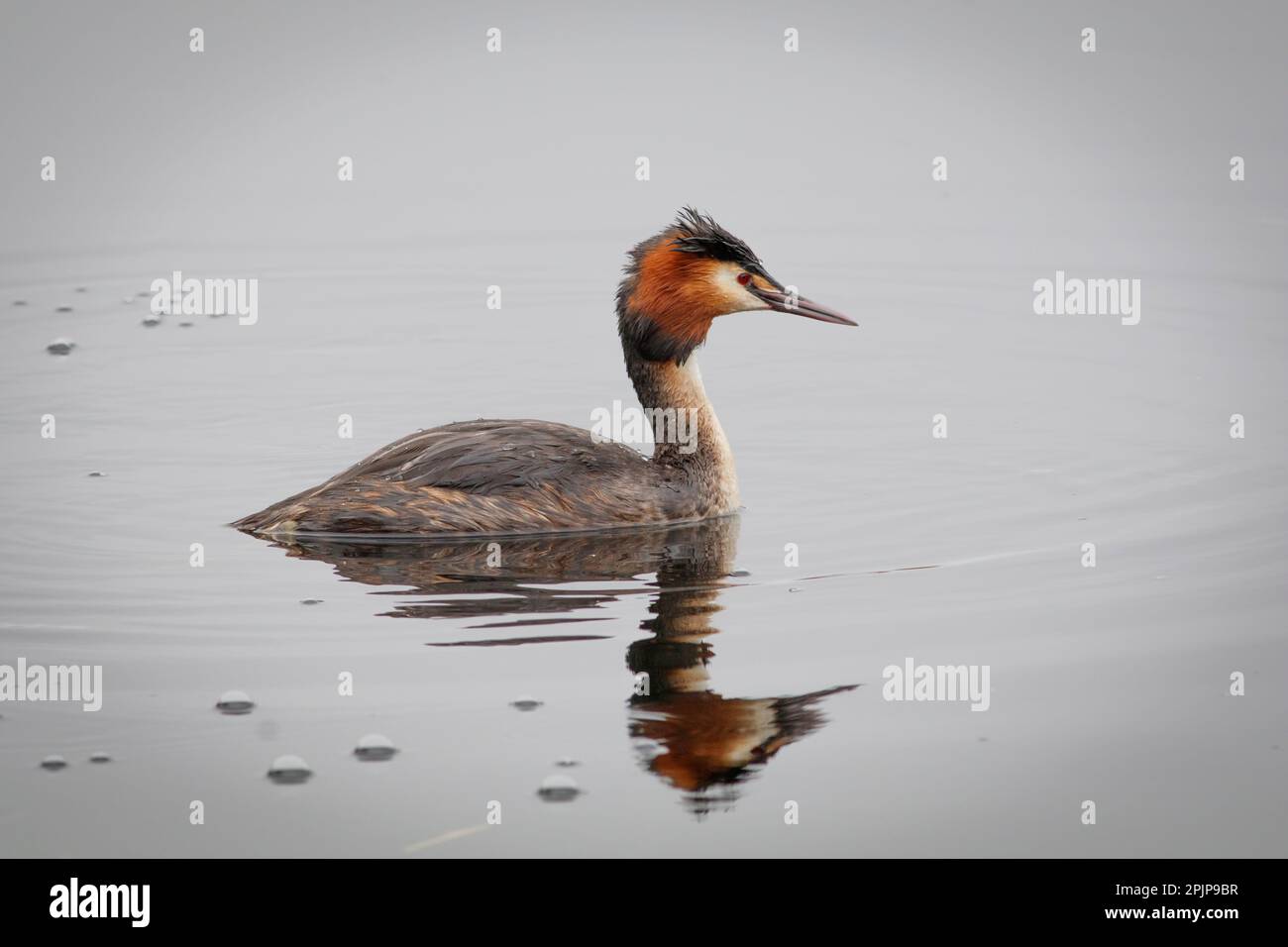 Un grande Grebe crested che cerca il suo compagno a RSPB Lakenheath 5th aprile 2023 Foto Stock