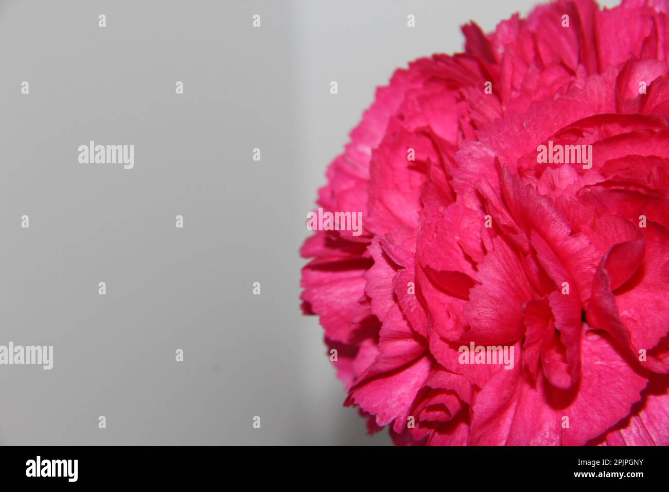 Rosa fiori di garofano Foto Stock