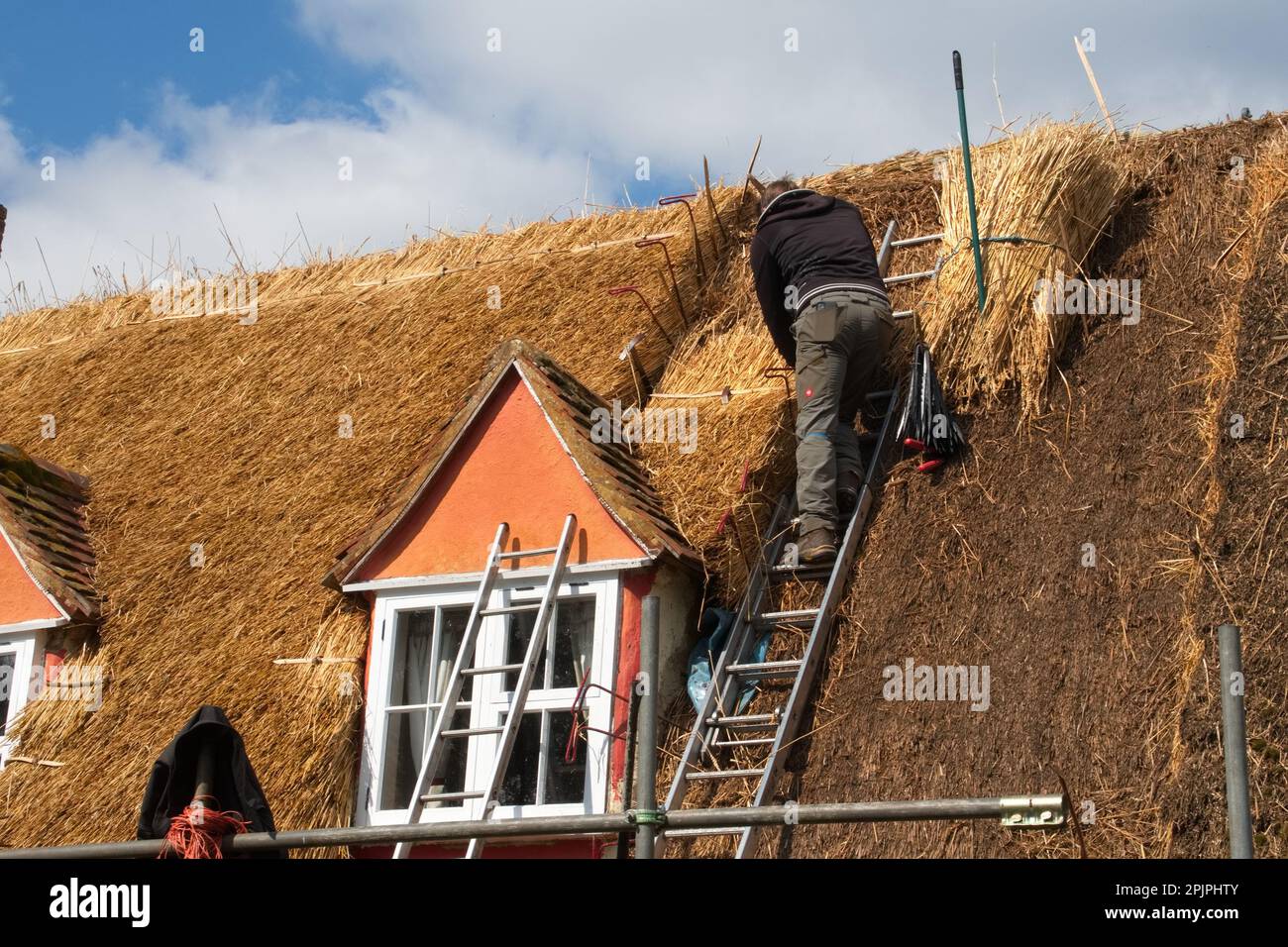 L'immagine mostra un uomo che lavora sul tetto di un vecchio cottage inglese con tetto in paglia. Si inginocchia sul tetto, stendendo con cura file di paglia. Foto Stock