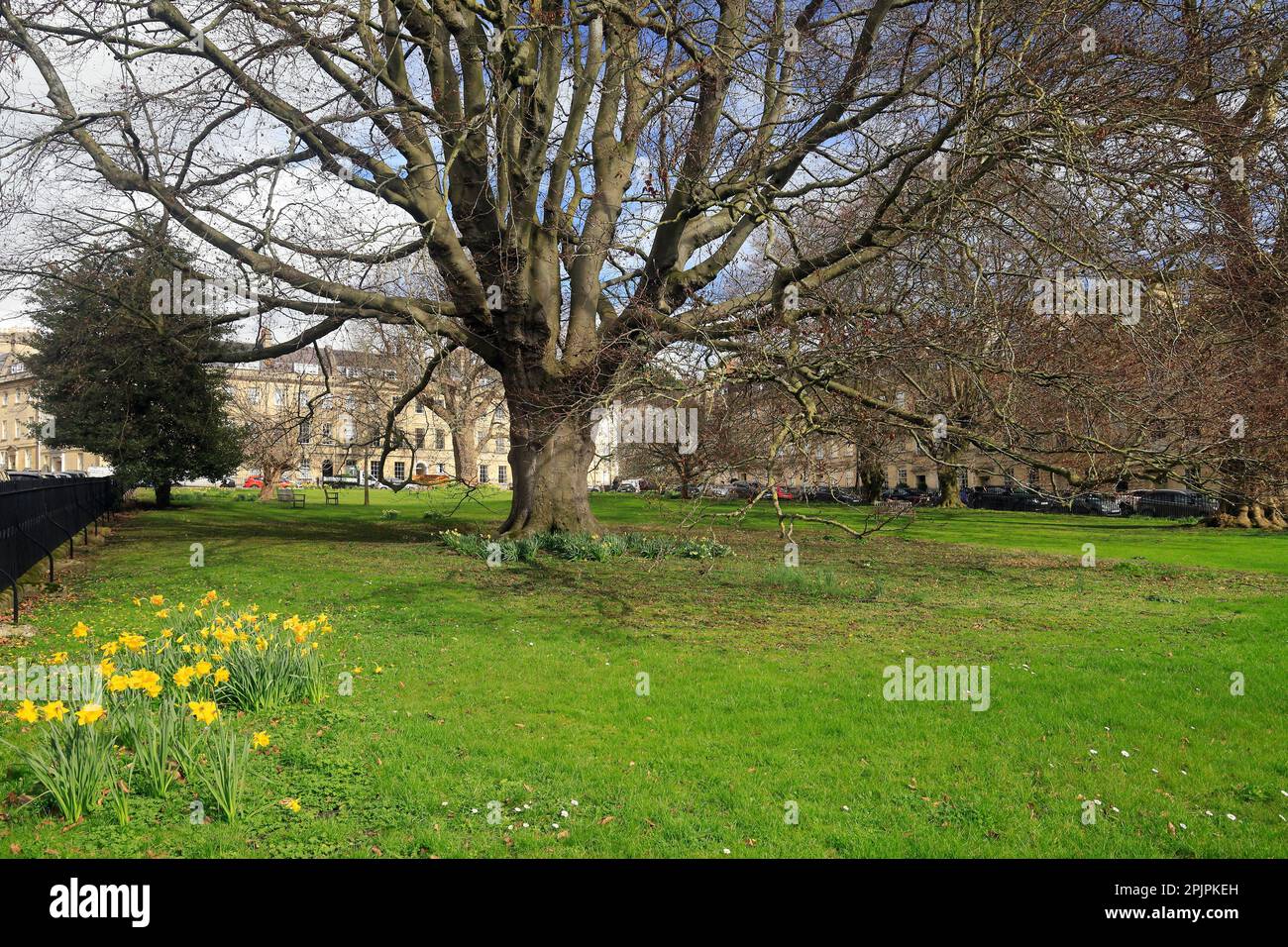 Alberi e narcisi attraenti nel parco privato di St James solo per i residenti, St James Square, Bath marzo 2023. Primavera. Foto Stock