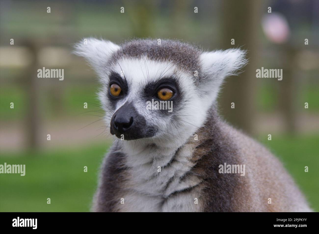 Lemur a Africa Alive Foto Stock