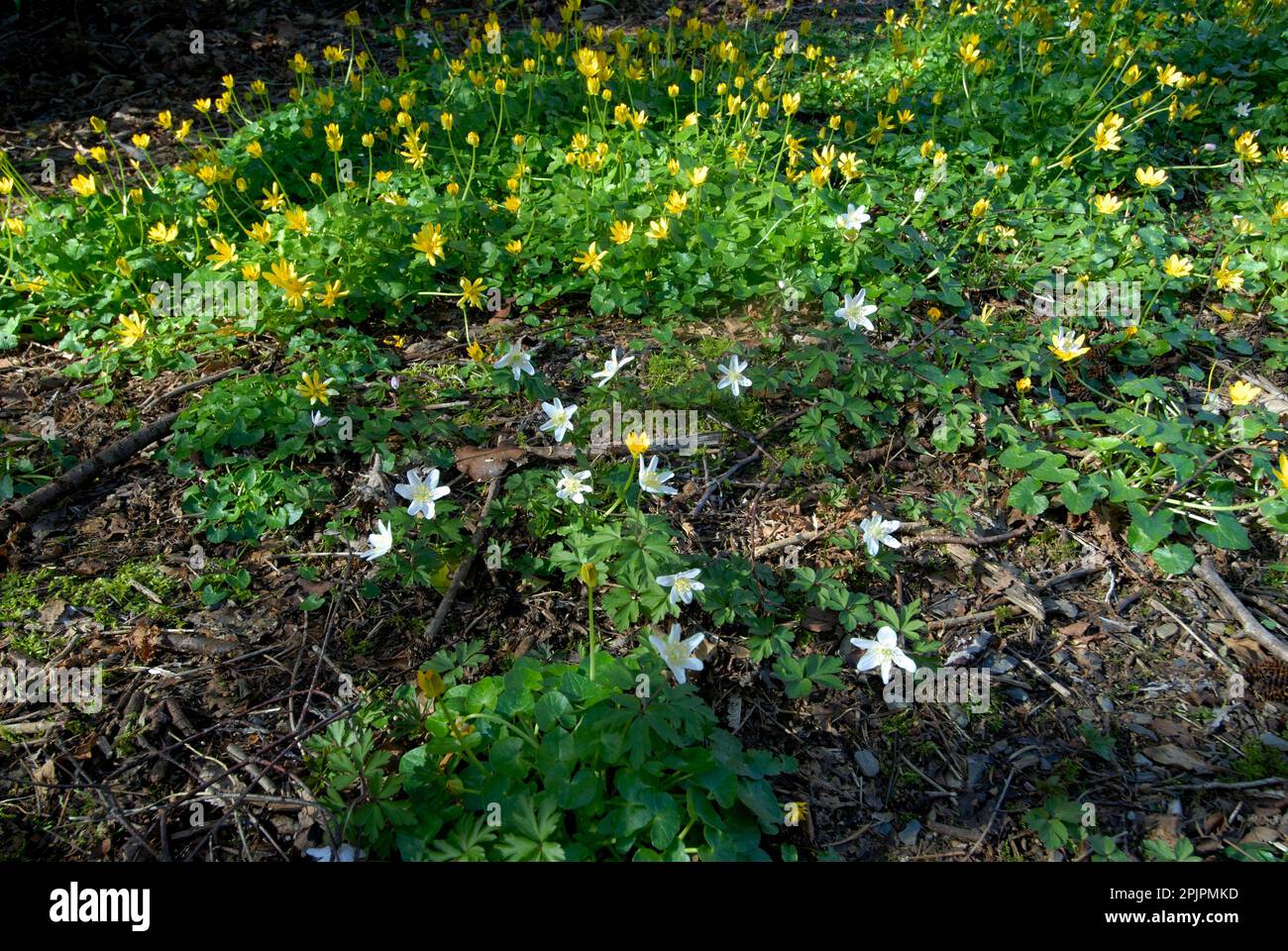 Fiori di bosco decidious Foto Stock