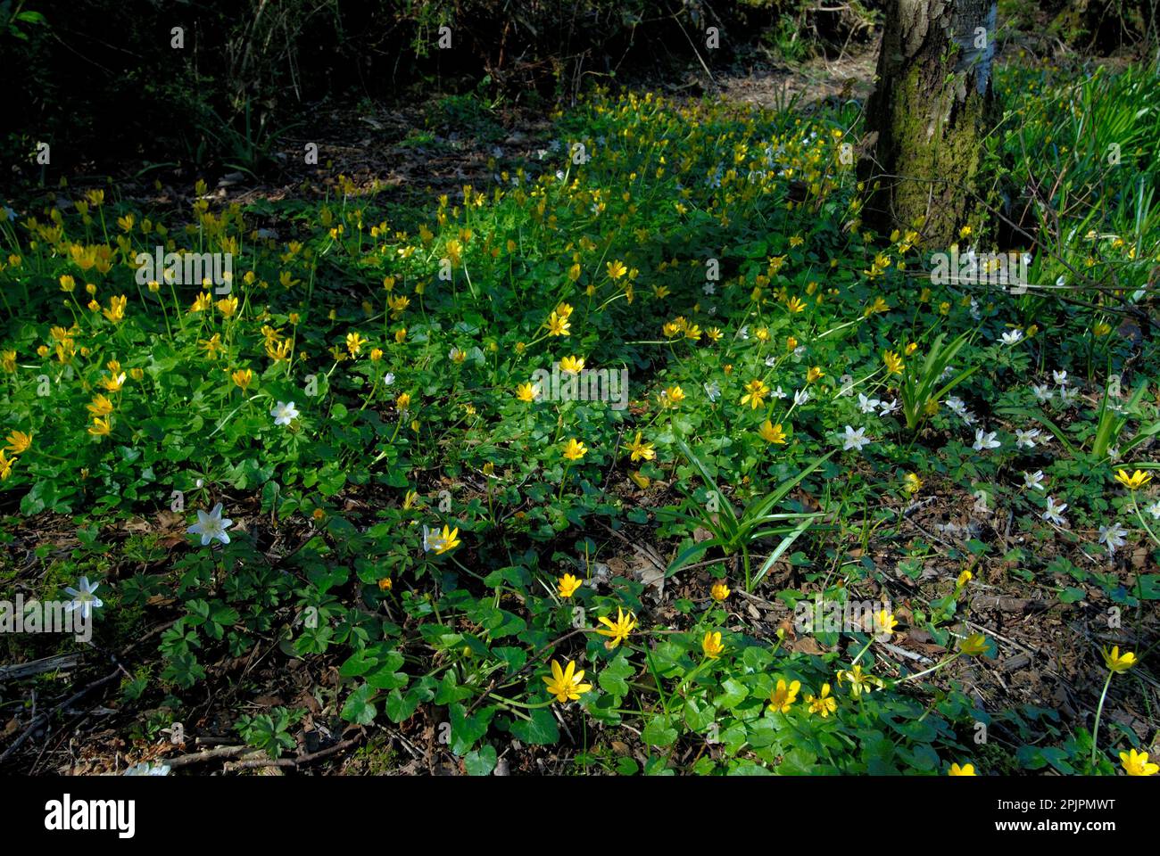 Fiori di bosco decidious Foto Stock