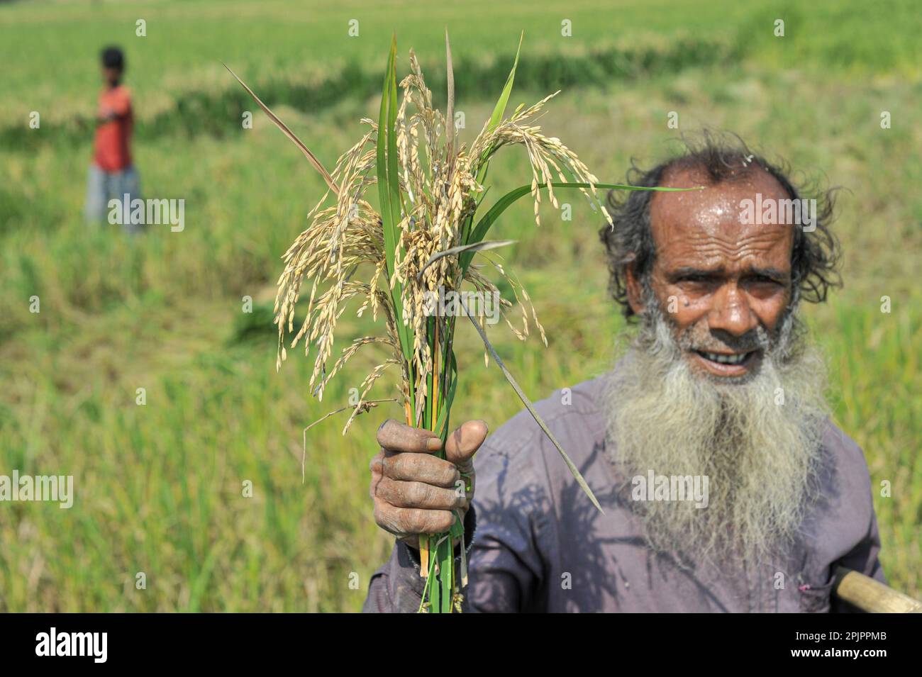 Non esclusiva: 03 aprile 2023. Sylhet-Bangladesh: Jalal mia, un agricoltore di 65 anni di Uftar Haor nell'Unione Khadim Nagar di Sylhet, mostra il suo clero danneggiato Foto Stock