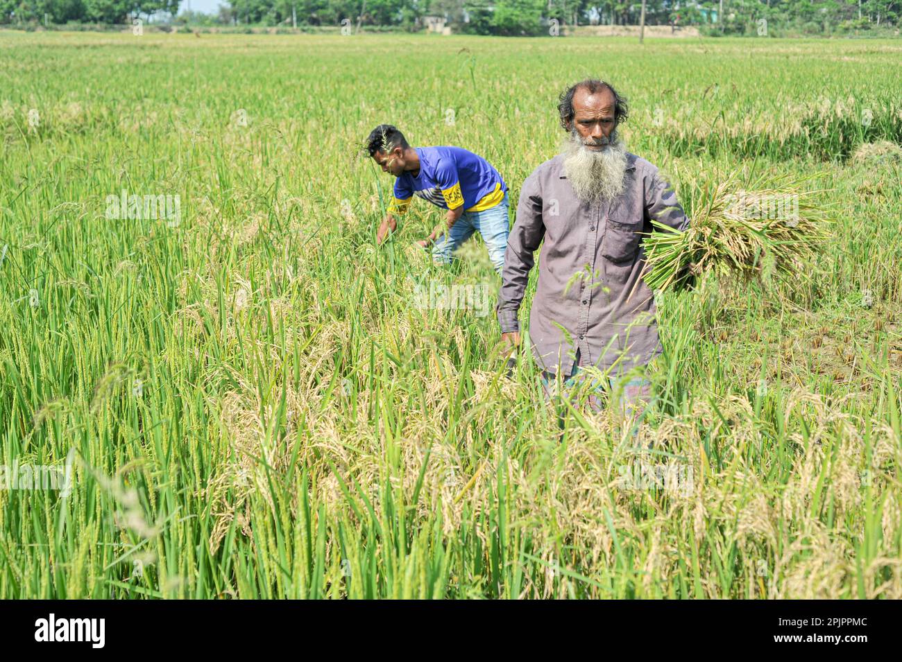 Non esclusiva: 03 aprile 2023. Sylhet-Bangladesh: Jalal mia, un agricoltore di 65 anni di Uftar Haor nell'Unione Khadim Nagar di Sylhet, tagliando il suo c danneggiato Foto Stock