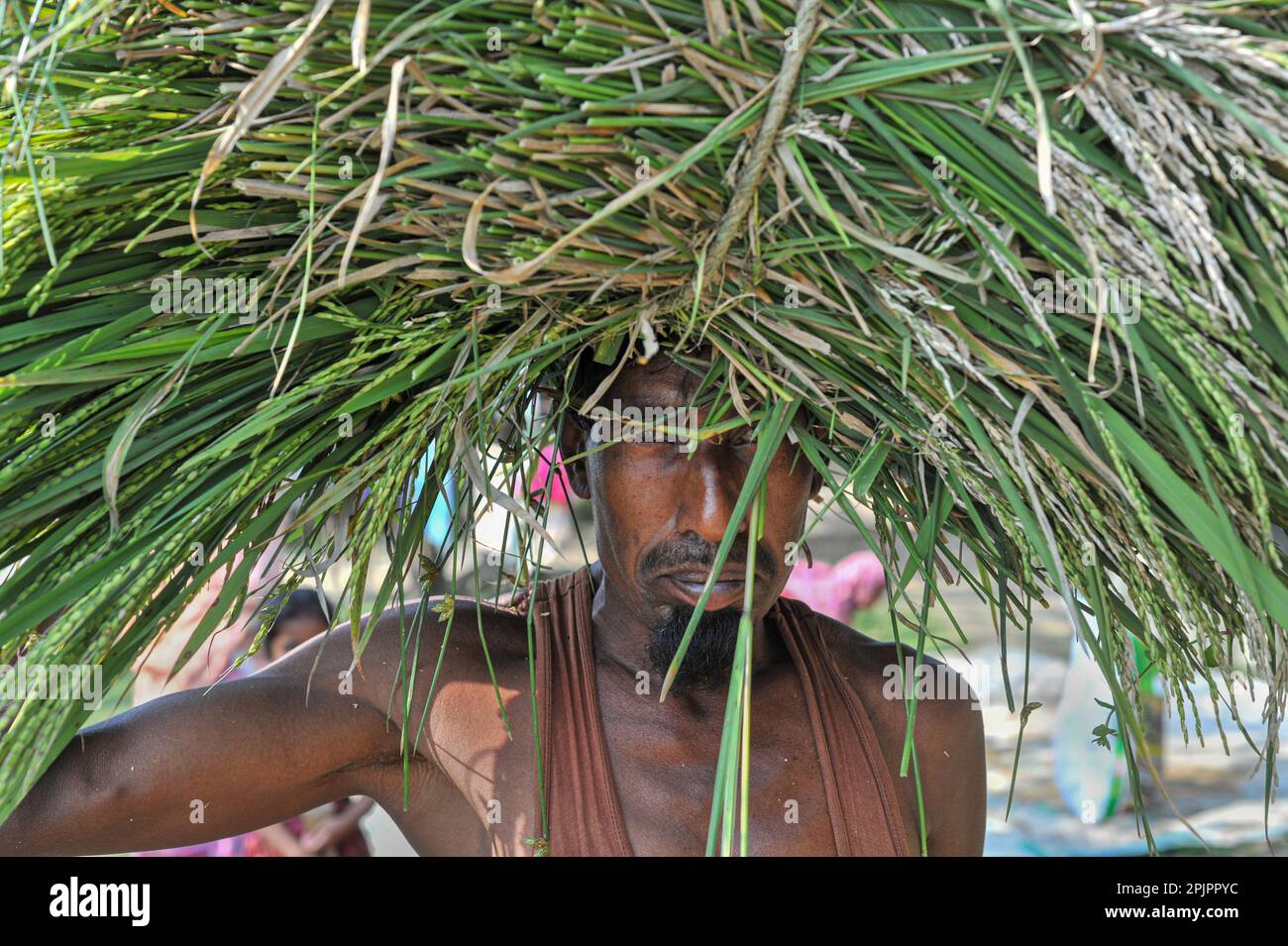 Non esclusiva: 03 aprile 2023. Sylhet-Bangladesh: Un agricoltore della zona di Baish Tilla dell'Unione Khadim Nagar di Sylhet, tornando con la sua risaia. A causa di Foto Stock