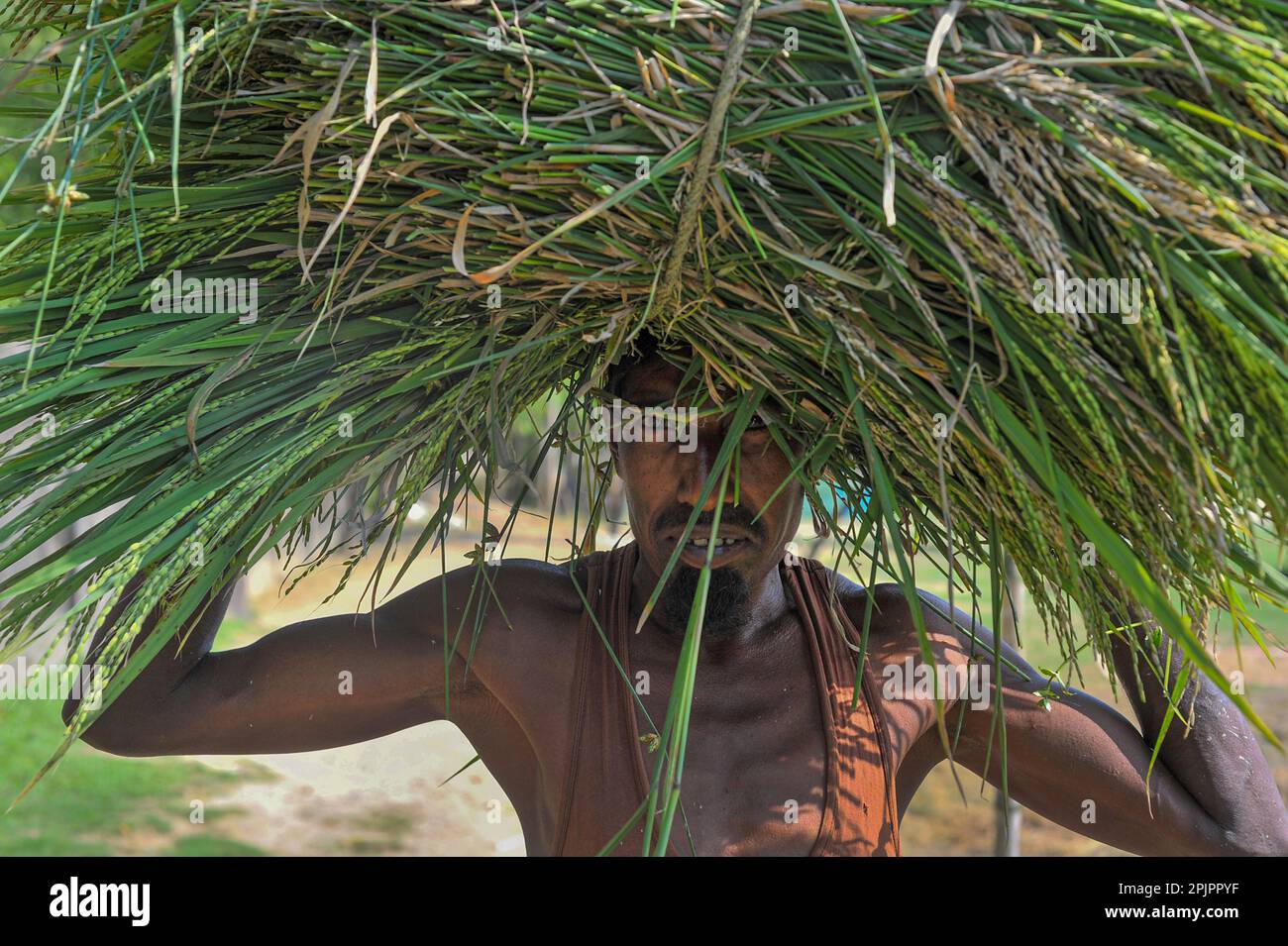 Non esclusiva: 03 aprile 2023. Sylhet-Bangladesh: Un agricoltore della zona di Baish Tilla dell'Unione Khadim Nagar di Sylhet, tornando con la sua risaia. A causa di Foto Stock