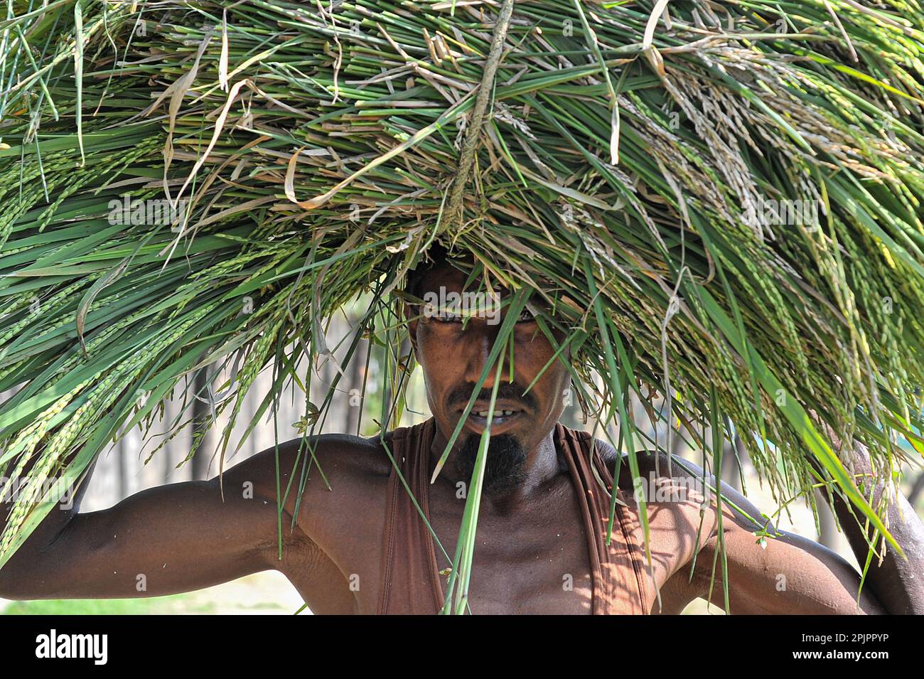 Non esclusiva: 03 aprile 2023. Sylhet-Bangladesh: Un agricoltore della zona di Baish Tilla dell'Unione Khadim Nagar di Sylhet, tornando con la sua risaia. A causa di Foto Stock