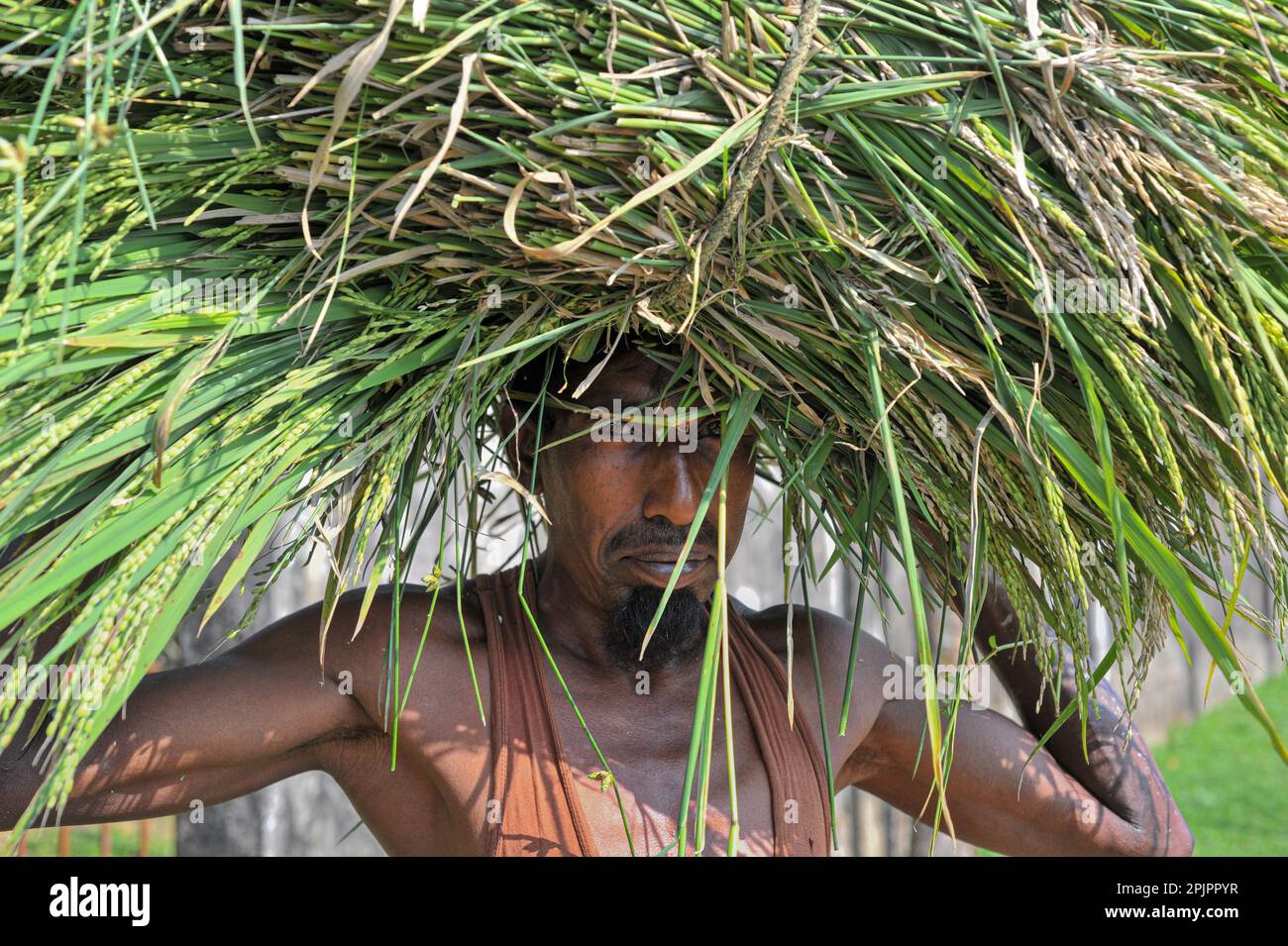 Non esclusiva: 03 aprile 2023. Sylhet-Bangladesh: Un agricoltore della zona di Baish Tilla dell'Unione Khadim Nagar di Sylhet, tornando con la sua risaia. A causa di Foto Stock