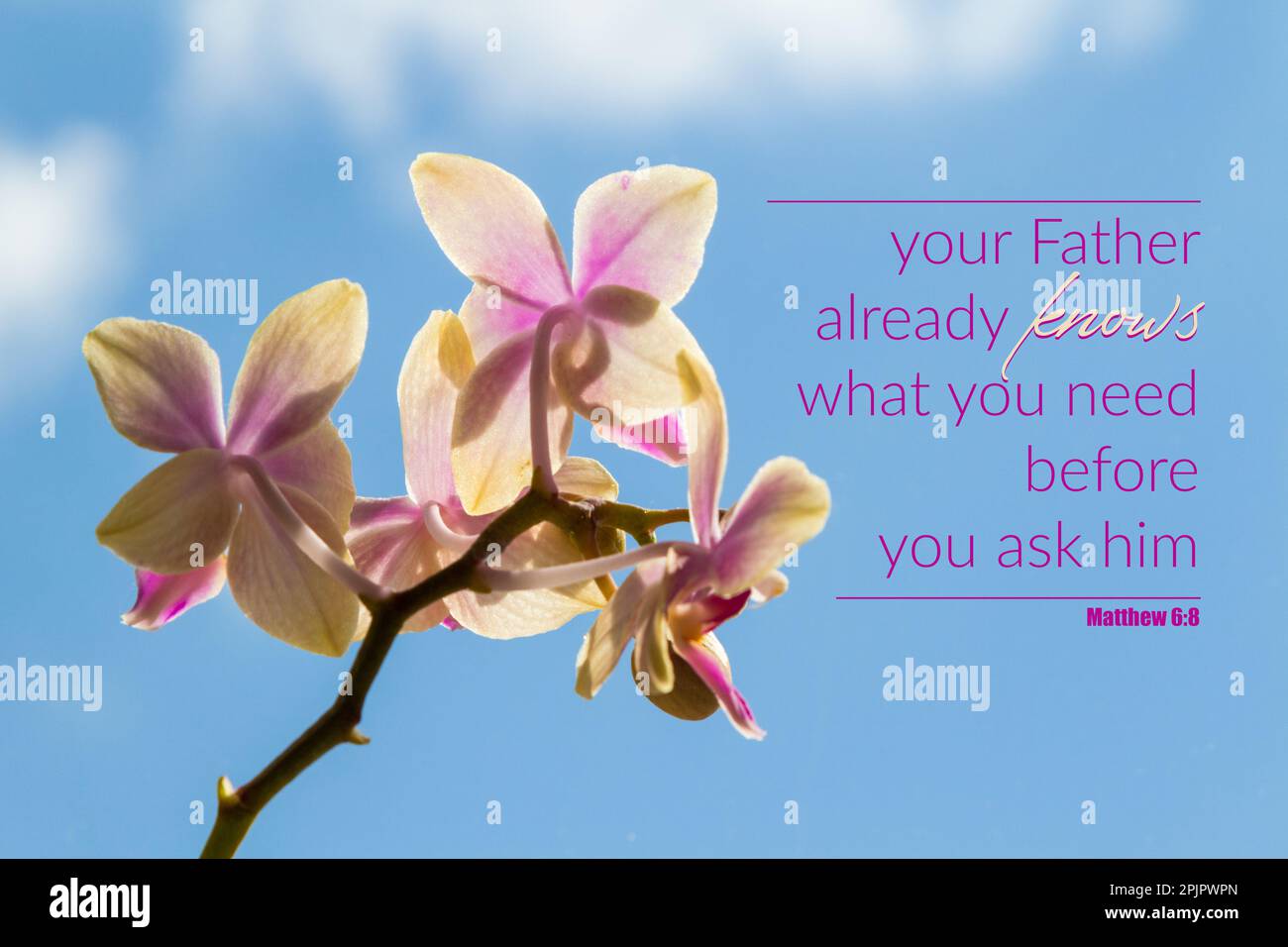 "Tuo Padre sa già di cosa hai bisogno prima che tu gli chieda la citazione del versetto biblico. Phalaenopsis Liodoro Orchid ibrido Foto Stock