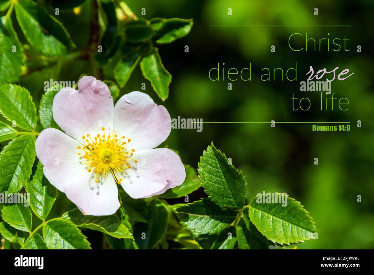 "Cristo è morto e si è risorto alla vita" citazione del versetto biblico. Fiore rosa cane. Foto Stock