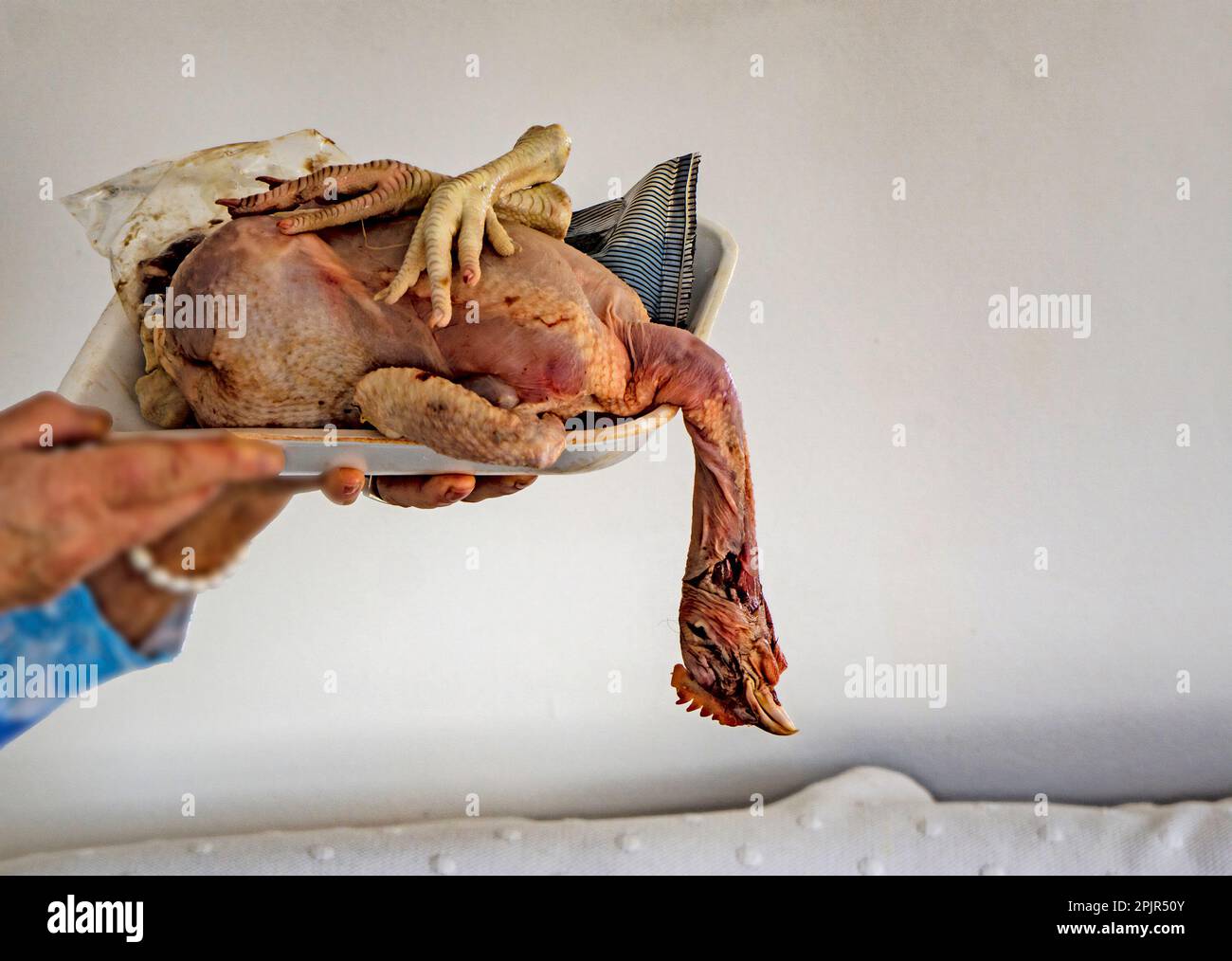 Una testa di pollo cruda ancora attaccata, pronta per la preparazione alla cottura. Foto Stock
