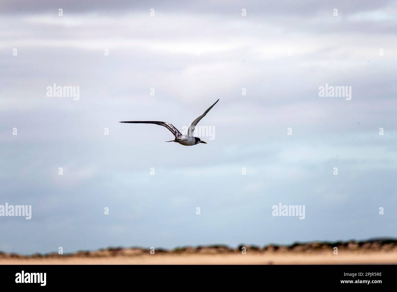 Great Crested Tern (Thalasseus bergii) in volo a Fingal Beach a Port Stephens, New South Wales, Australia. Il più grande Terna crestata, chiamato anche c Foto Stock