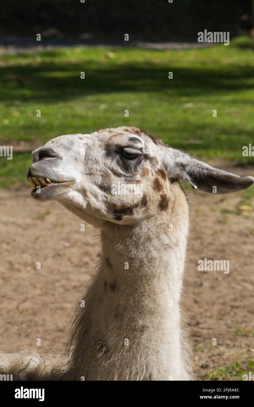 lama - lama glama in penna all'interno dello zoo in estate, Granby Zoo, Quebec, Canada. Foto Stock