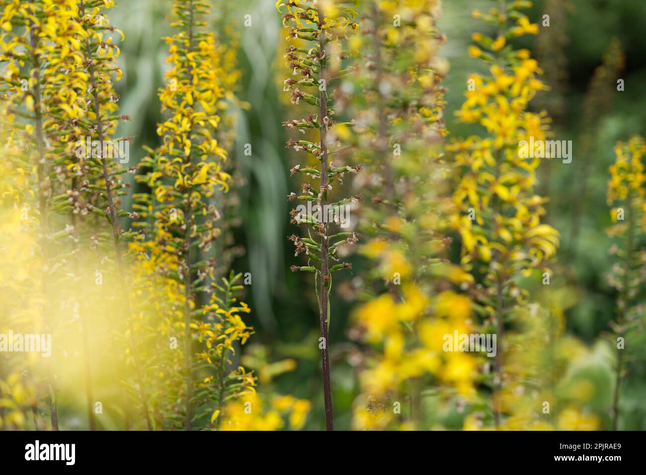 Fiori gialli su steli alti con qualche sfumatura su sfondo verde bokeh (Ligularia stenocephala?) Foto Stock