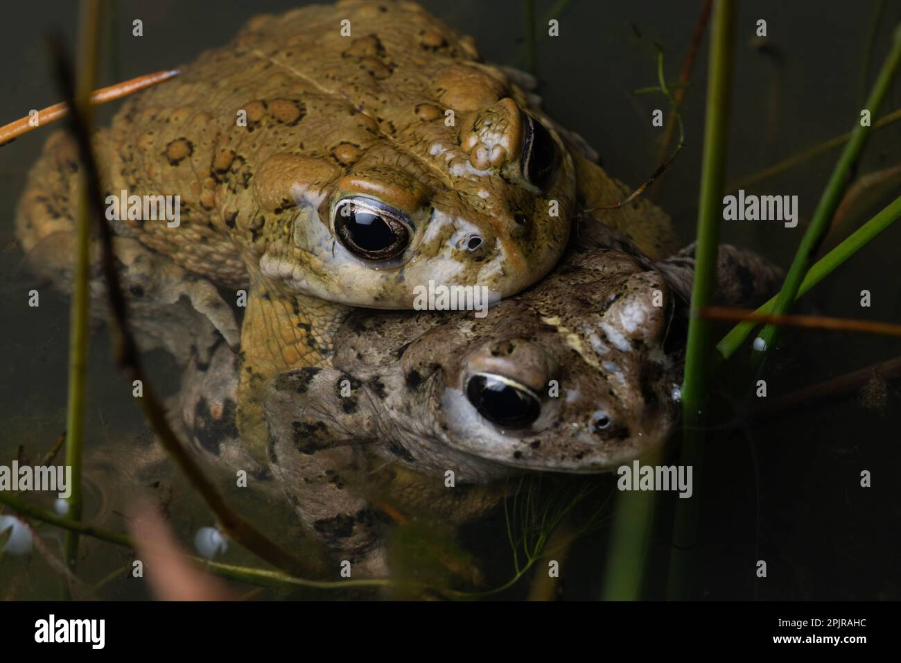 Un paio di rospi occidentali, Anaxyrus boreas, un accoppiamento maschio e femmina in un laghetto vernale in California. Foto Stock