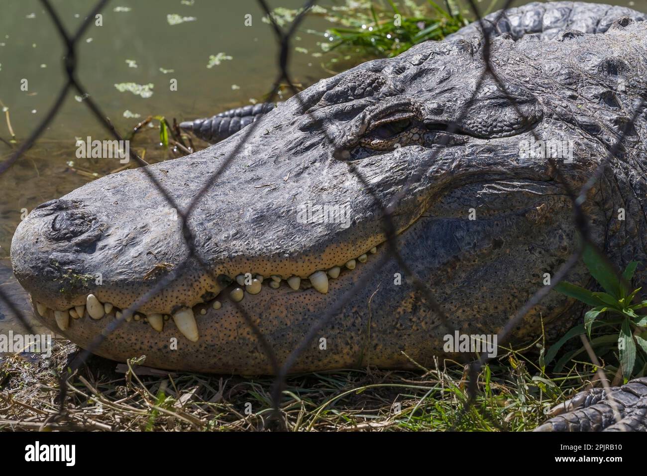 American Alligator - Alligator mississippiensis - in penna all'interno dello zoo d'estate, Grandby Zoo, Quebec, Canada. Foto Stock