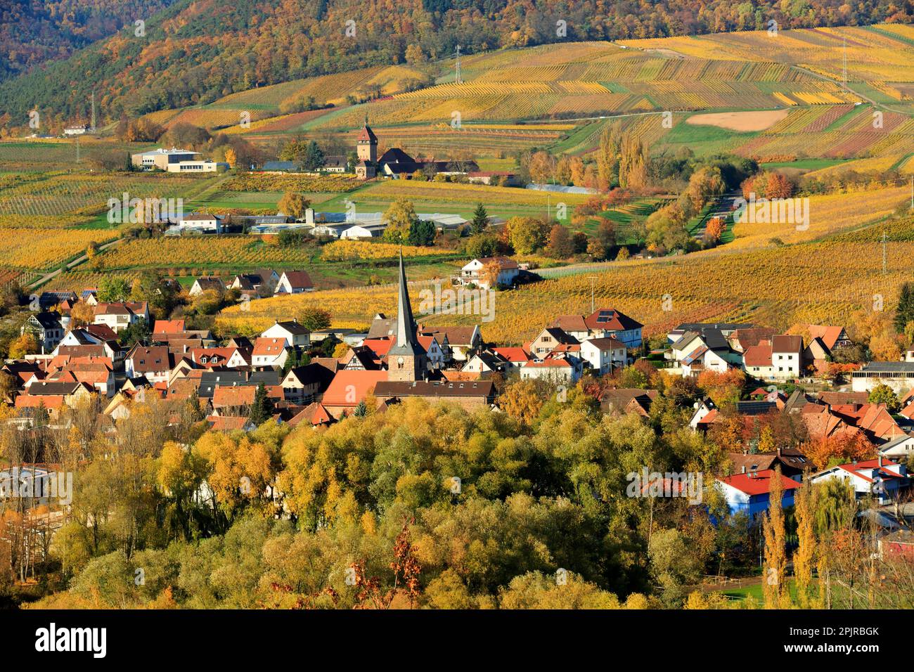 Vigneti autunnali scoloriti nei pressi di Siebeldingen, Southern Wine Route, Palatinate Forest, Renania-Palatinato, Germania, Scolorimento autunnale Foto Stock